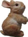 Rabbit Product