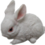 Rabbit Product