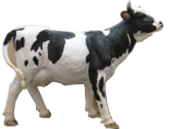 Cattle Product