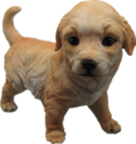 Dog Product