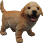 Dog Product