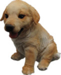 Dog Product