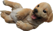 Dog Product