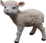 Sheep Product