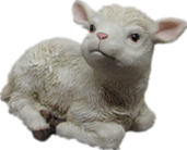 Sheep Product