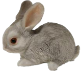 Rabbit Product