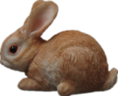 Rabbit Product