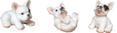 Dog Product