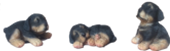 Dog Product