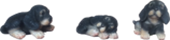 Dog Product