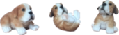 Dog Product