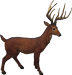 Deer Product