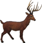 Deer Product