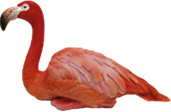 Flamingo Product