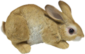 Rabbit Product