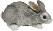 Rabbit Product