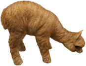 Alpaca Product