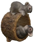 Koala Product