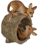 Kangaroo Product