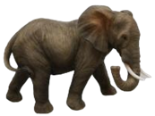 Elephant Product