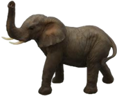 Elephant Product
