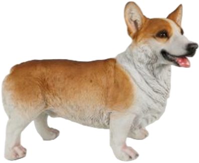 Dog Product