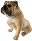 Dog Product