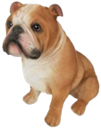 Dog Product