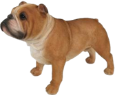 Dog Product