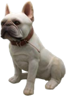 Dog Product