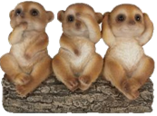 Meerkat Product