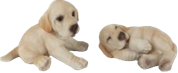 Dog Product