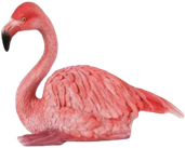 Flamingo Product