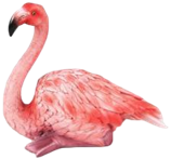 Flamingo Product