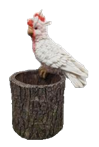Bird Product
