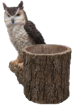 Owl Product