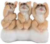 Dog Product