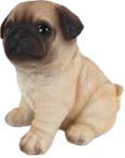 Dog Product