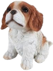 Dog Product