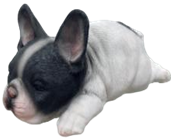 Dog Product