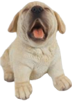 Dog Product