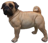 Dog Product