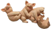 Pig Product