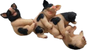 Pig Product