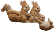 Rabbit Product