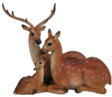 Deer Product