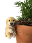 Dog Product