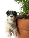 Dog Product