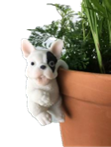 Dog Product