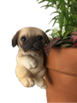 Dog Product